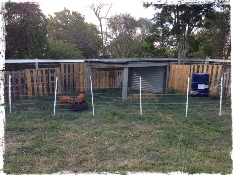 Pig Training Paddock